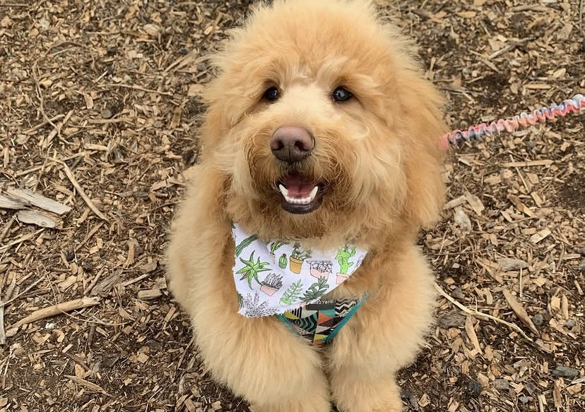Puppies first  groom (under 6 mo)