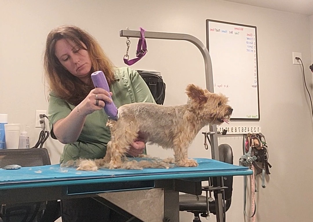 💈Haircut Small Dog (0-19Ibs) I.e. Yorkie, Maltese, Shitzu,Havenese, etc.