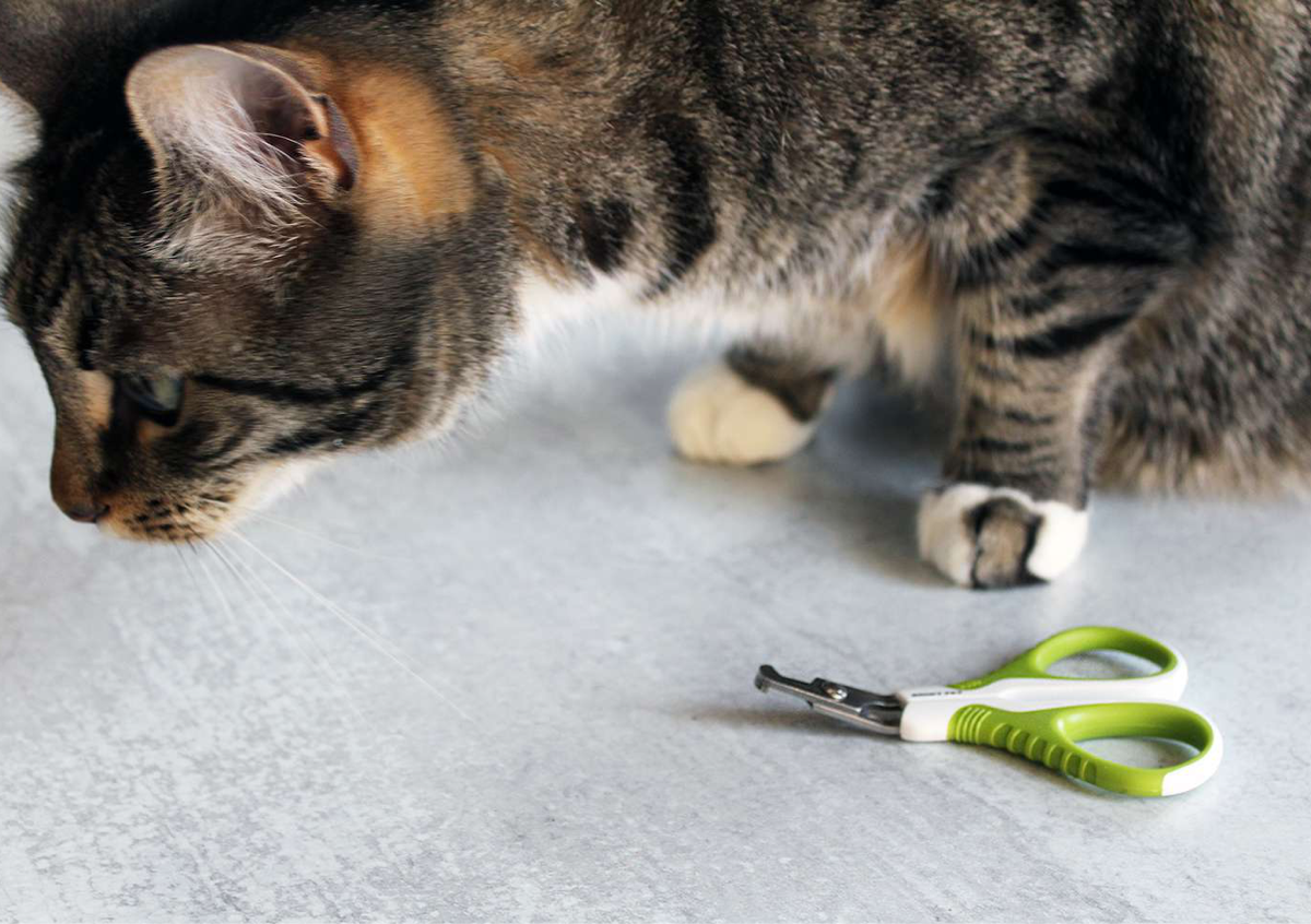 Cat Nail Trim (only end of day slot
