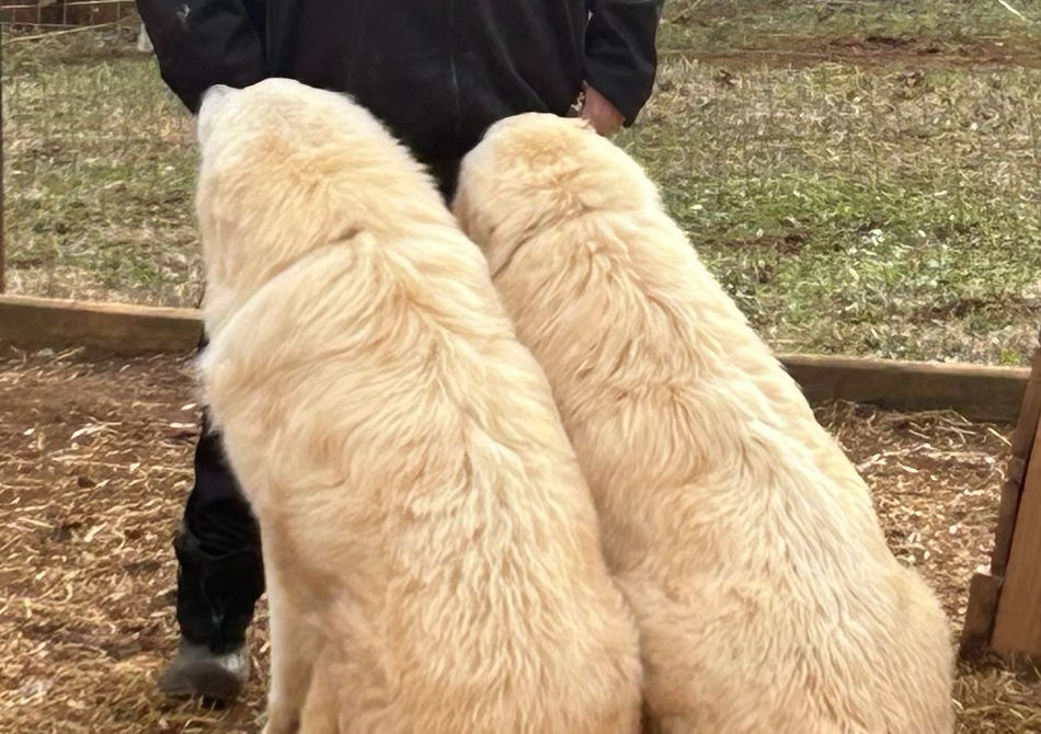 MORNING VOLUNTEER FEEDING (only at 8:00 M-F, only at 9:00, Sat. & Sun)