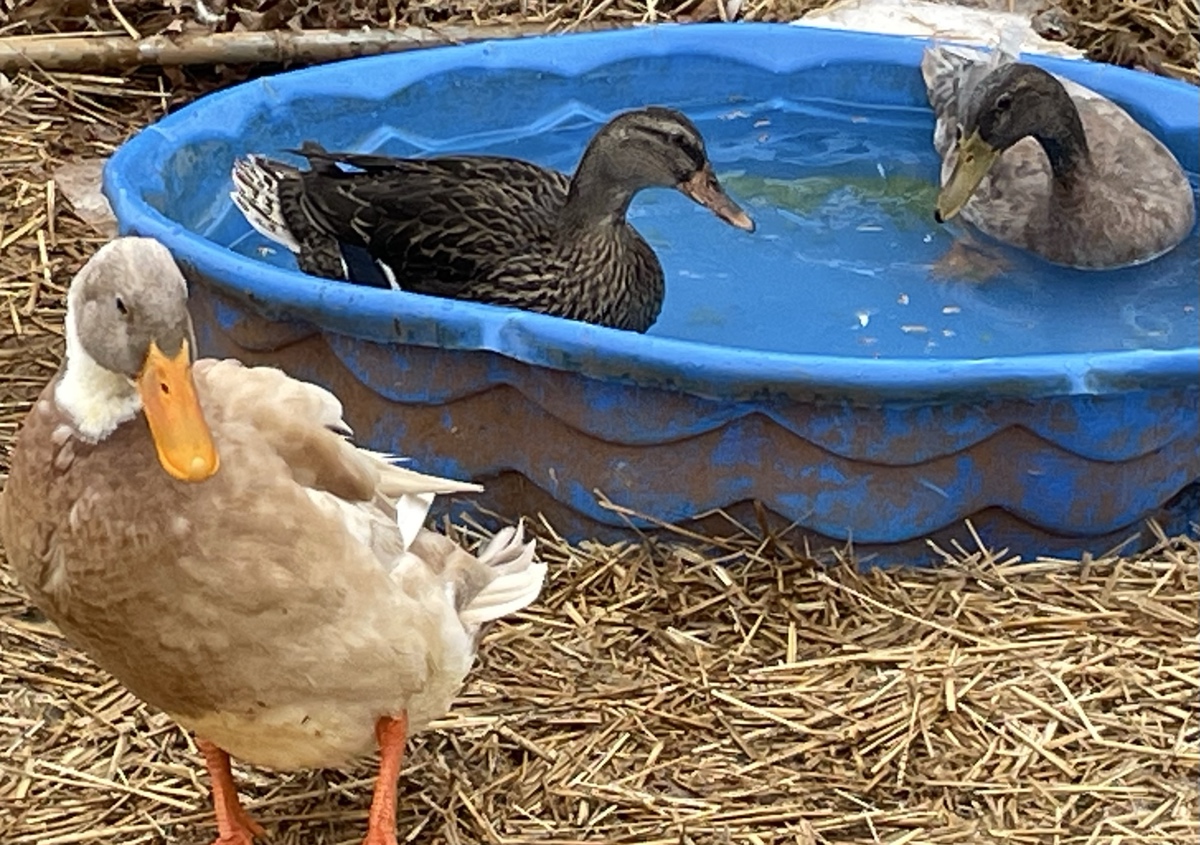 VOLUNTEER DUCK SNUGGLING