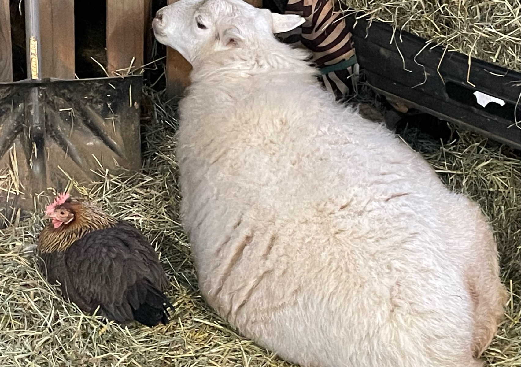 EVENING VOLUNTEER FEEDING (only at 4:30 Mon- Sun)