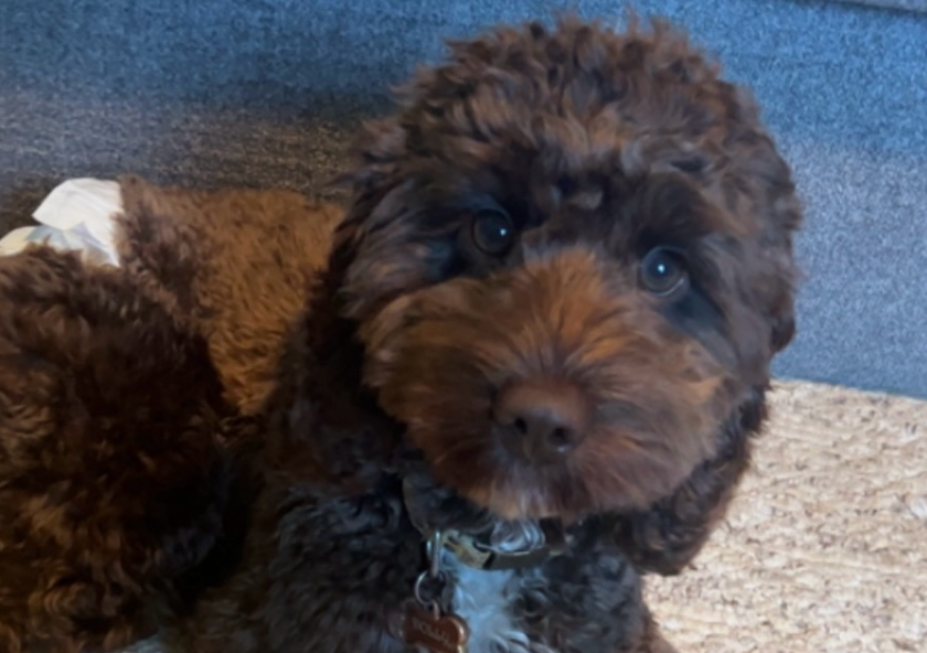 Full Groom XSMALL - up to 10 lbs 