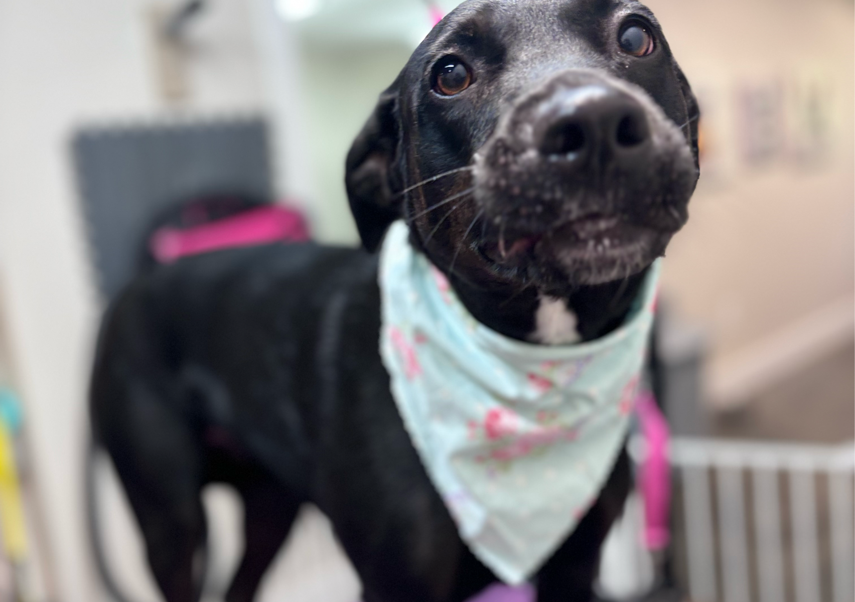 Shampooch: 61-75 lbs