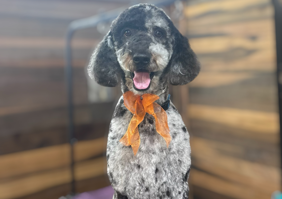 FULL GROOM XLARGE & GIANT 61-100 lbs 