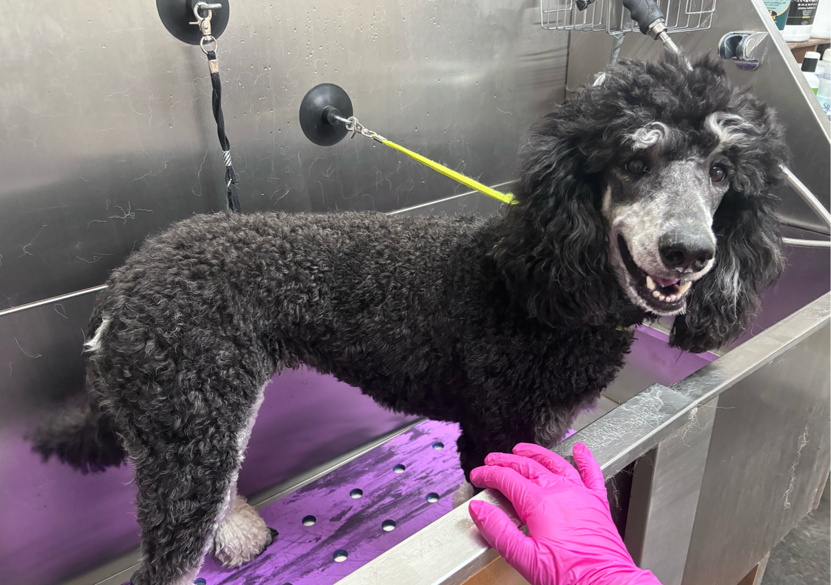 Shampooch: 46-60 lbs