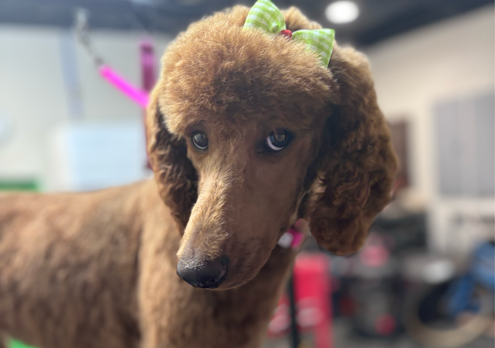 Shampooch: 76-90 lbs