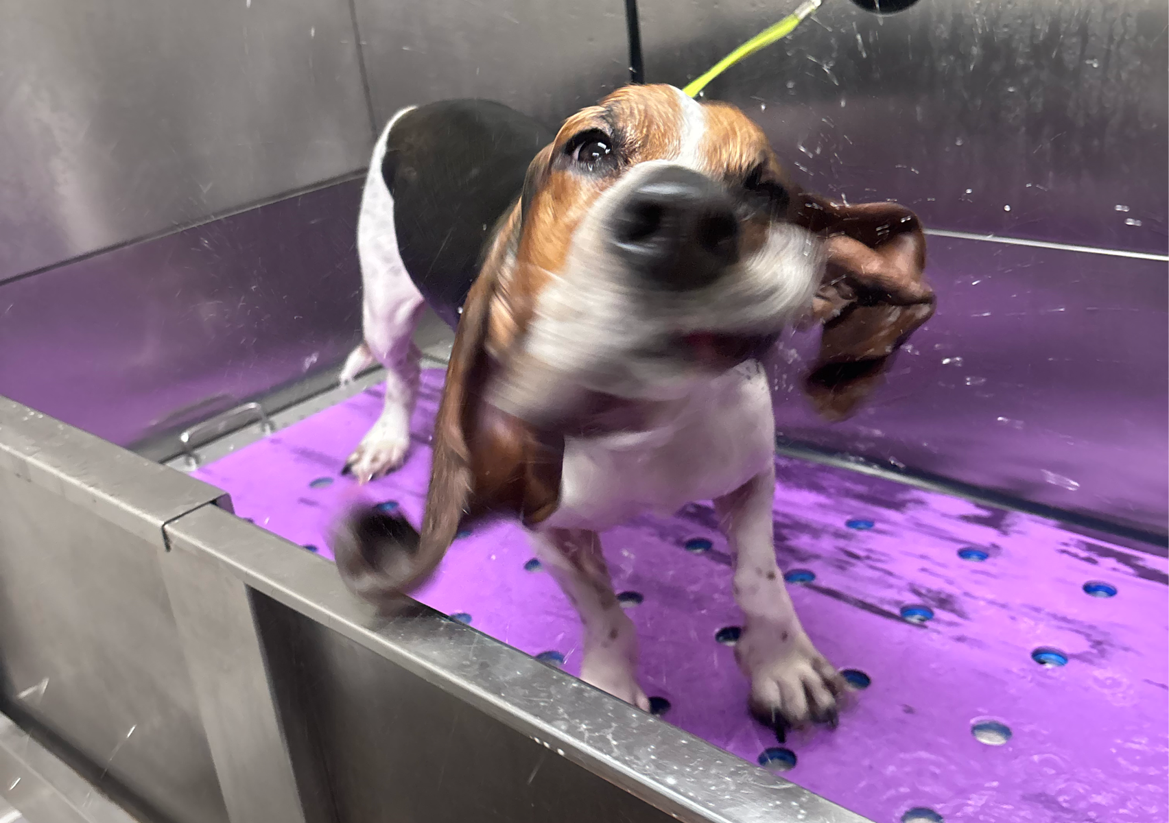 Shampooch: 31-45 lbs