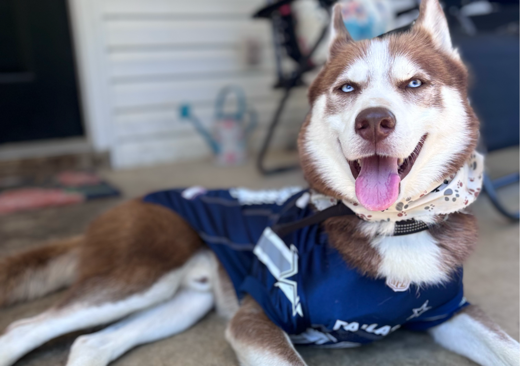 De-Shed MEDIUM 21-40 lbs 