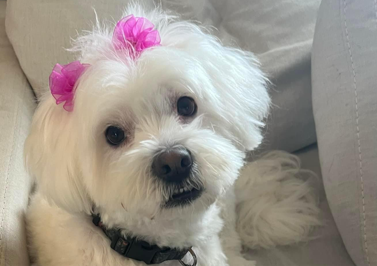 Full Groom SMALL 11-20 lbs 