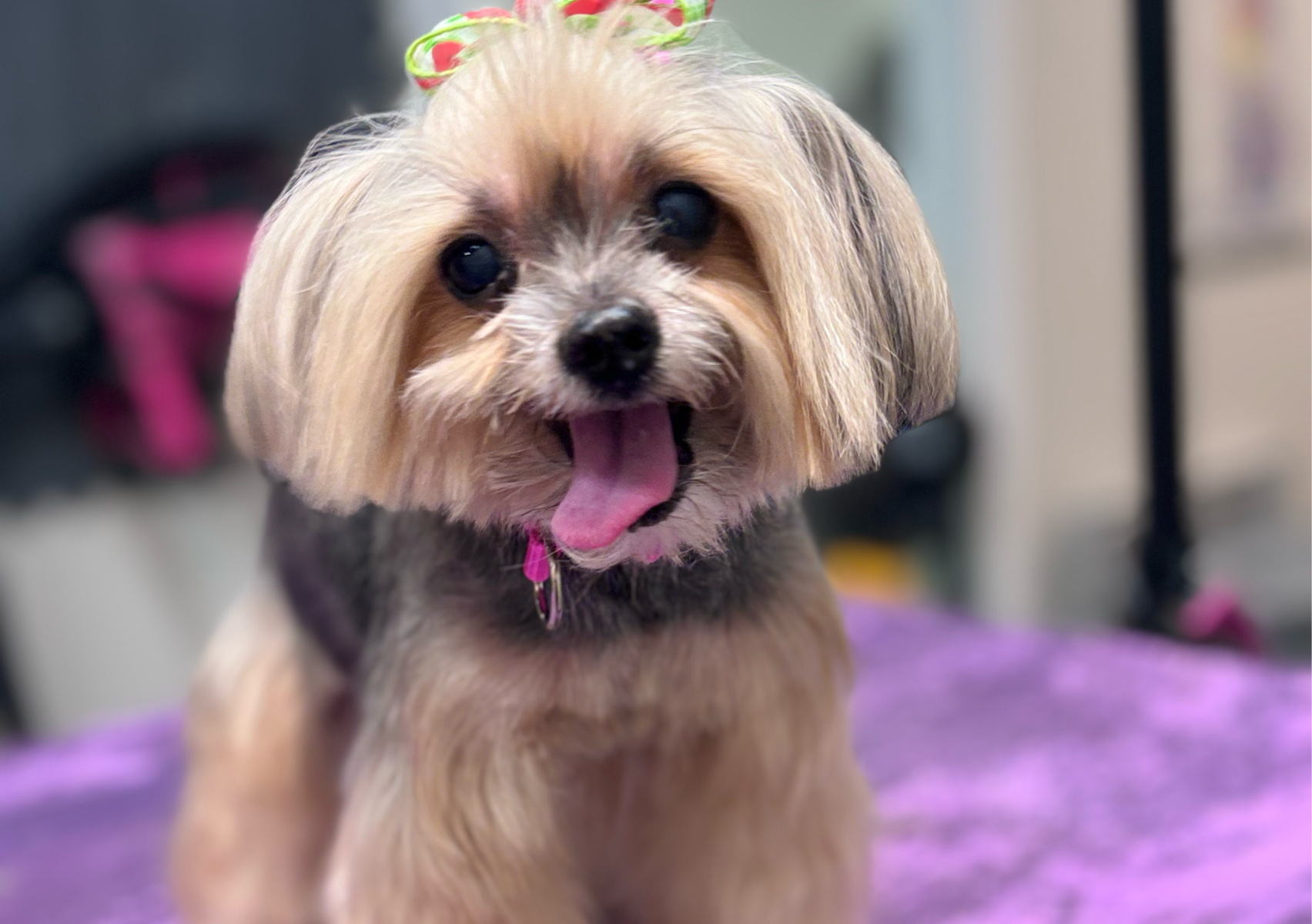 Shampooch: up to 30 lbs