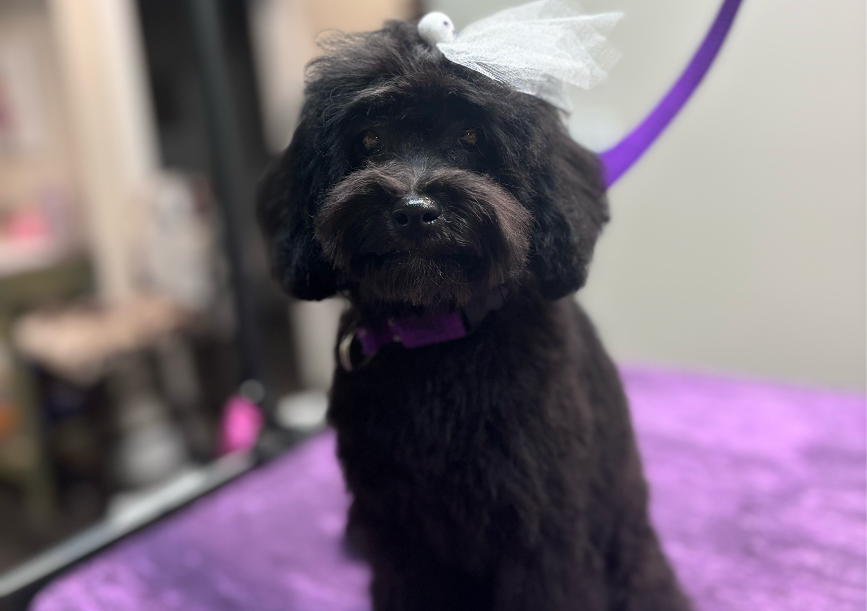 Puppy Introduction Groom