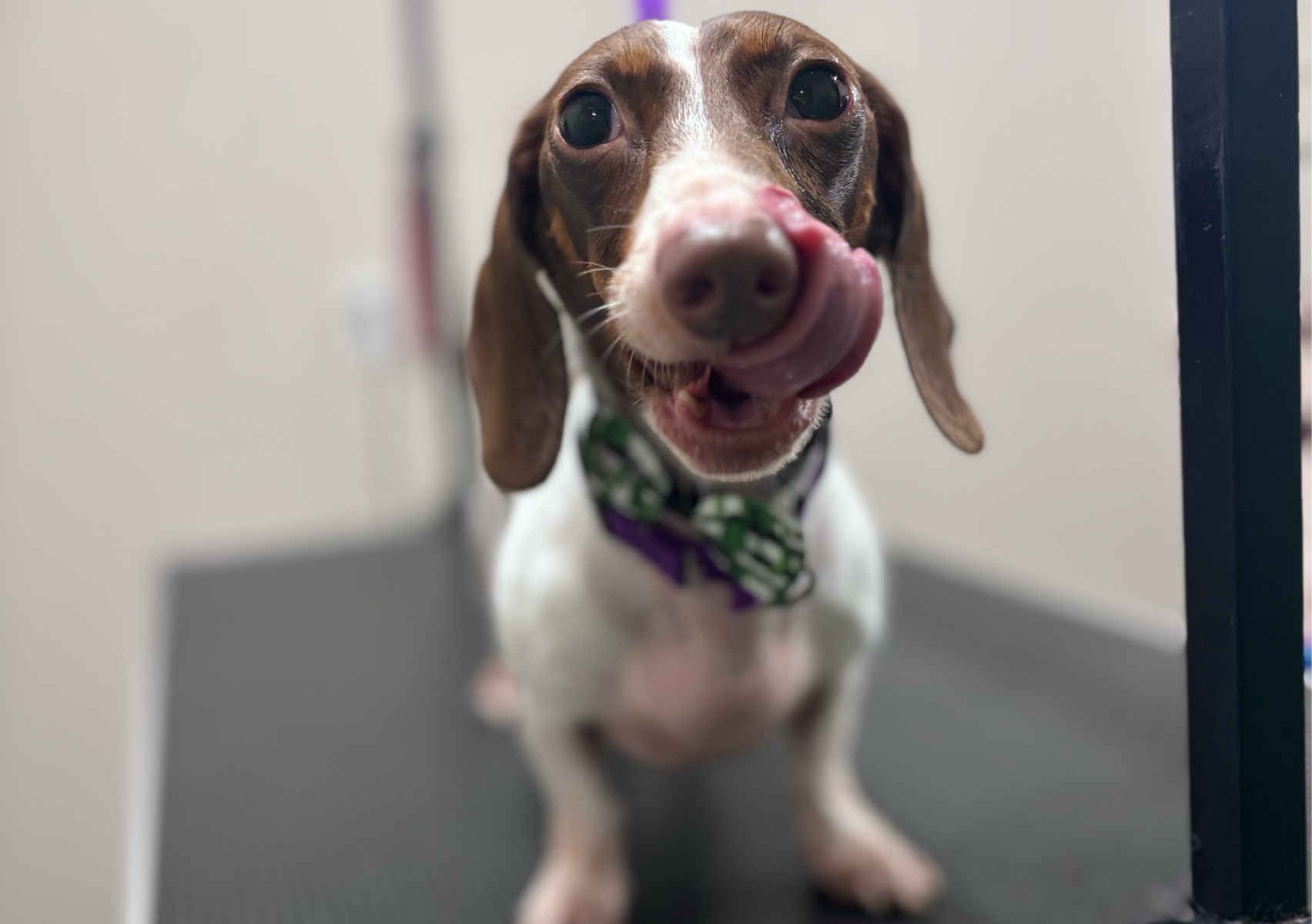 De-Shed SMALL up to 20 lbs