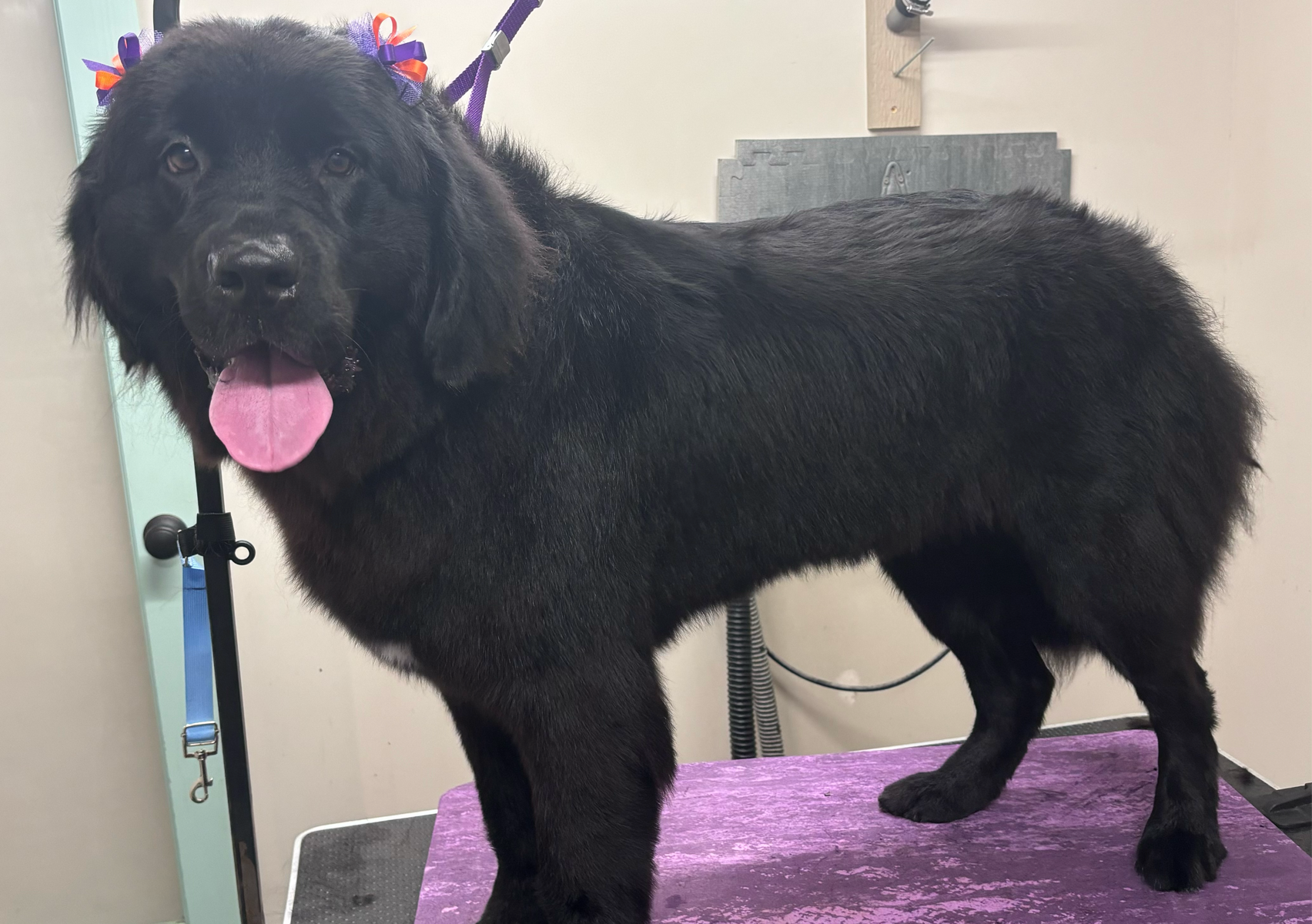 De-Shed LARGE 41-70 lbs