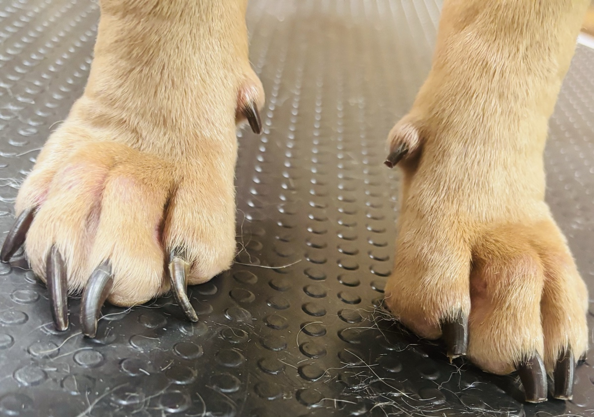 Nail Trim