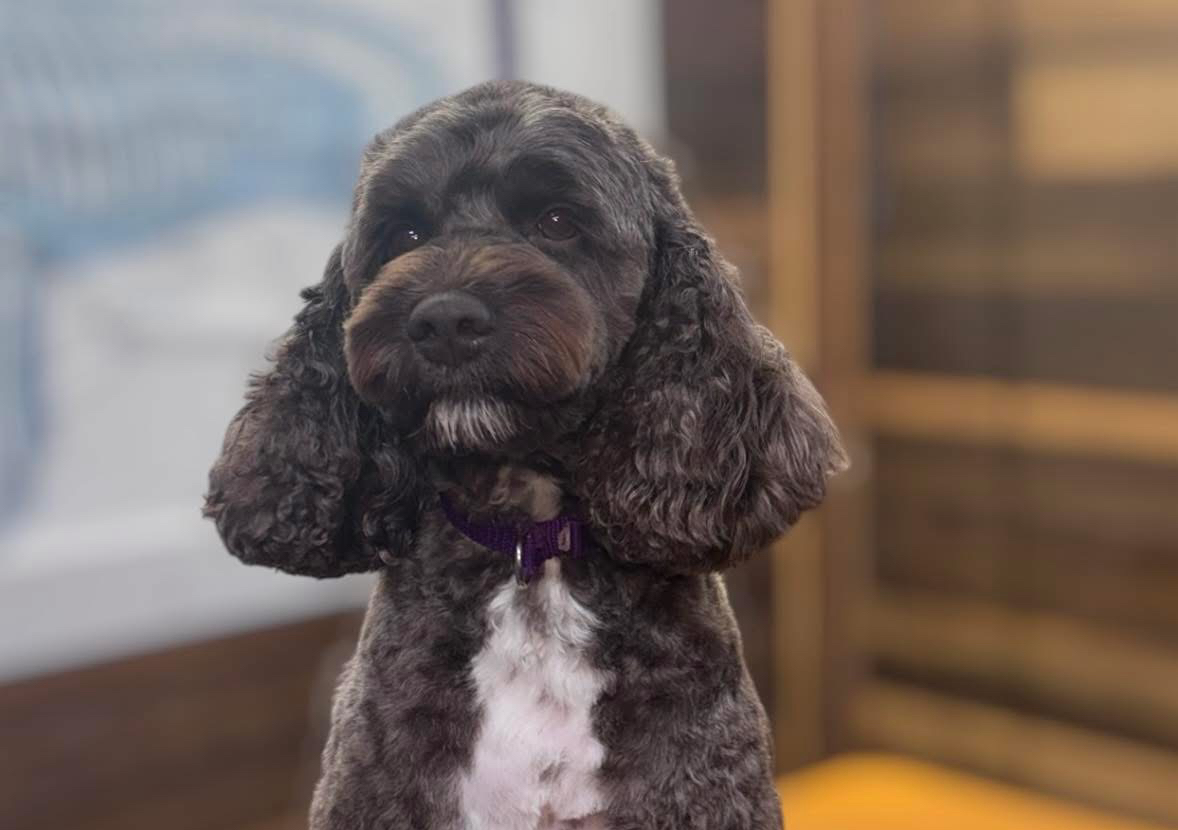 Full Groom LARGE 41-60 lbs