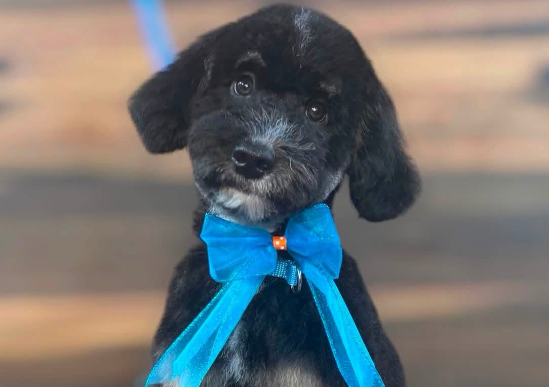 Full Groom  MEDIUM 21-40 lbs