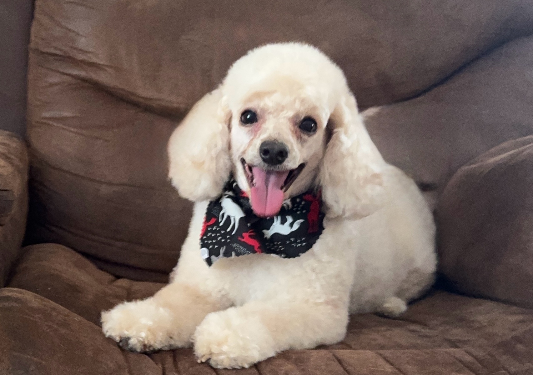 Small Poodle Full Groom (under 15 lbs)