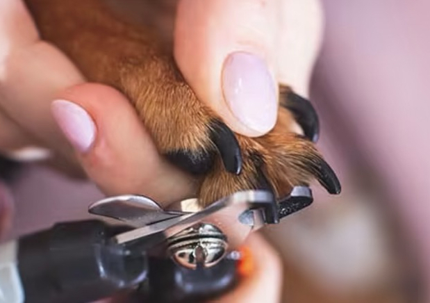 Nail trim