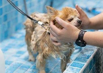 Bath and Blow dry Small breed