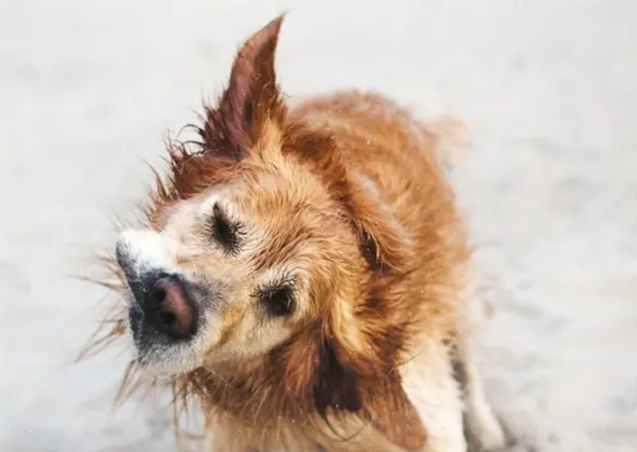 Bath, Blow & Go L/XL Breed