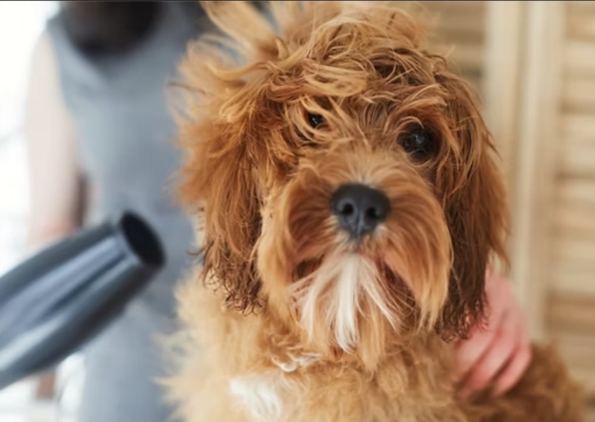 Full Groom Sml Breed