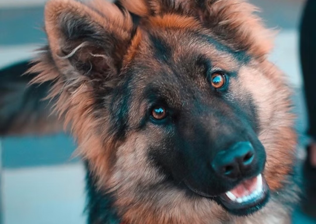 Deshedding (Double/Wooly Coat)