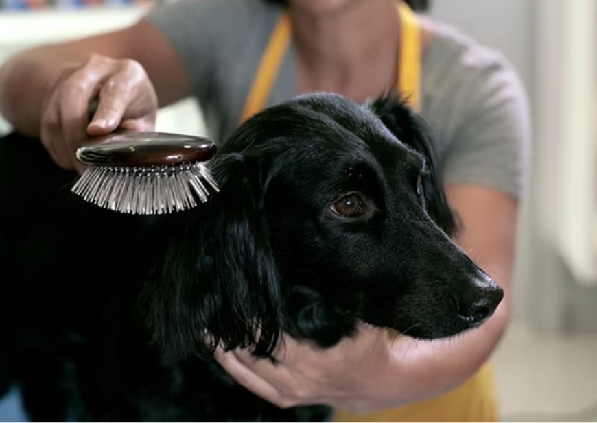 Mini Groom Sml/Med Breed