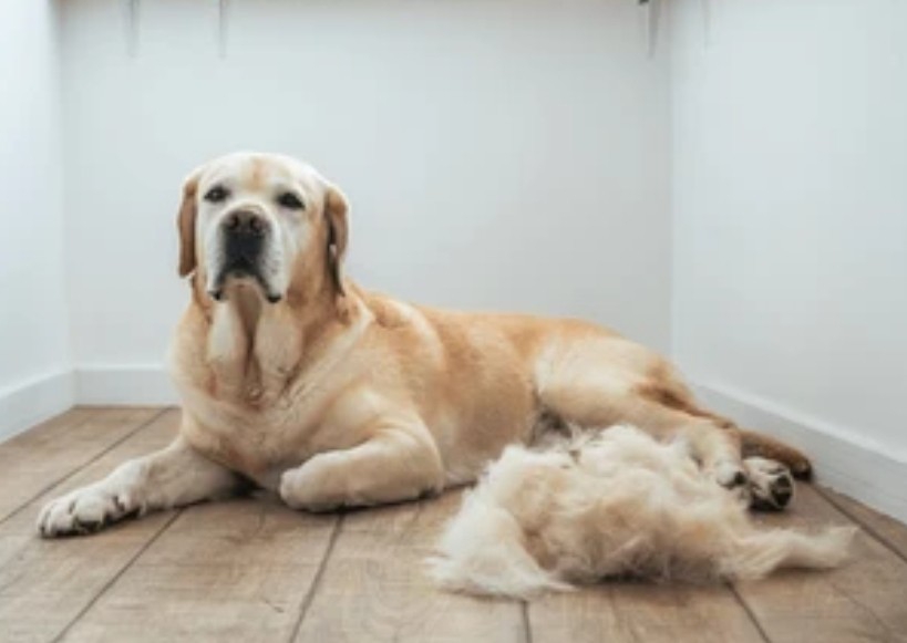 Deshedding (Smooth Coat)