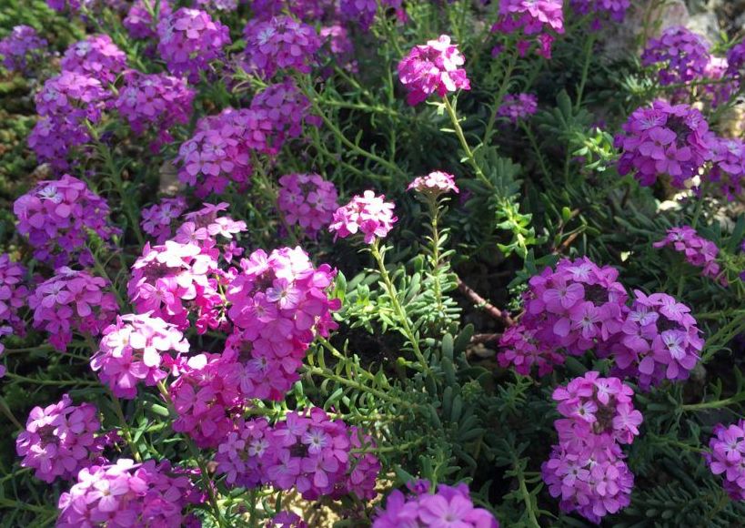 Private Yoga Session Online