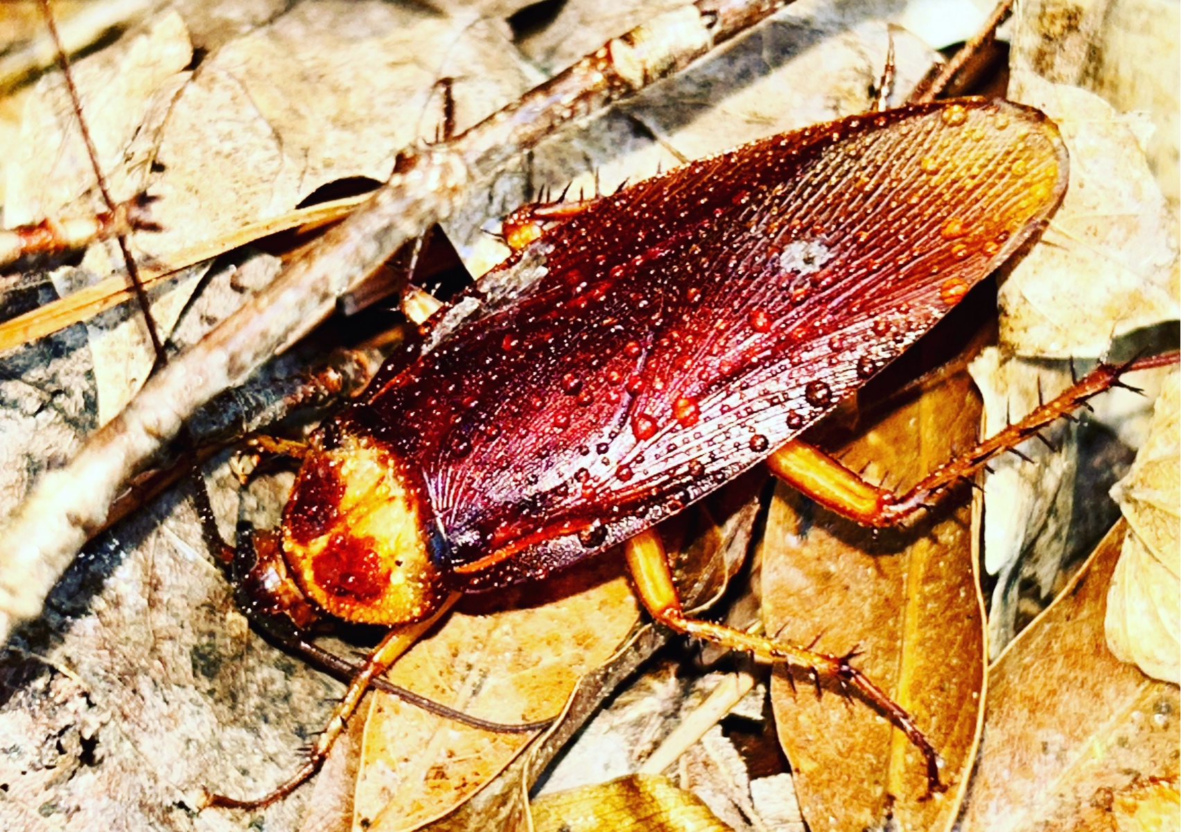 One Time General Pest Control treatment 