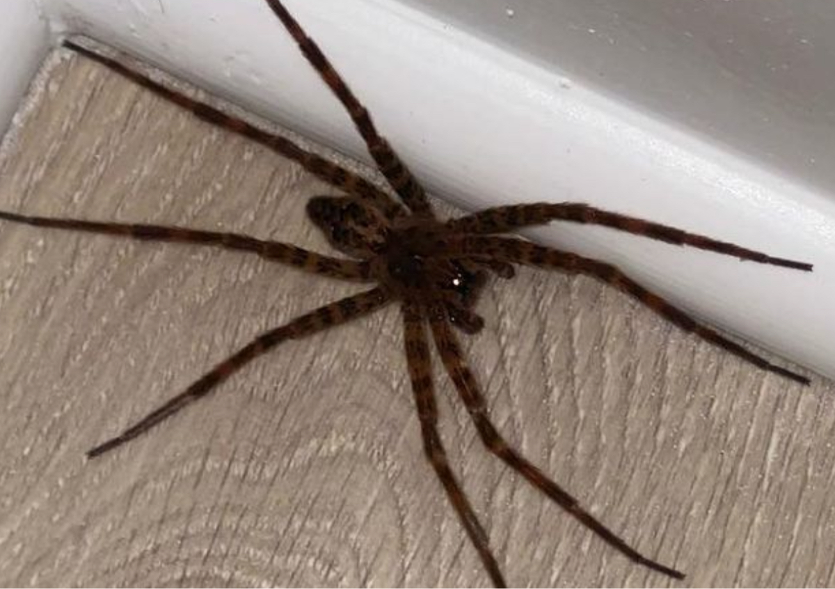 General Quarterly Pest treatment 