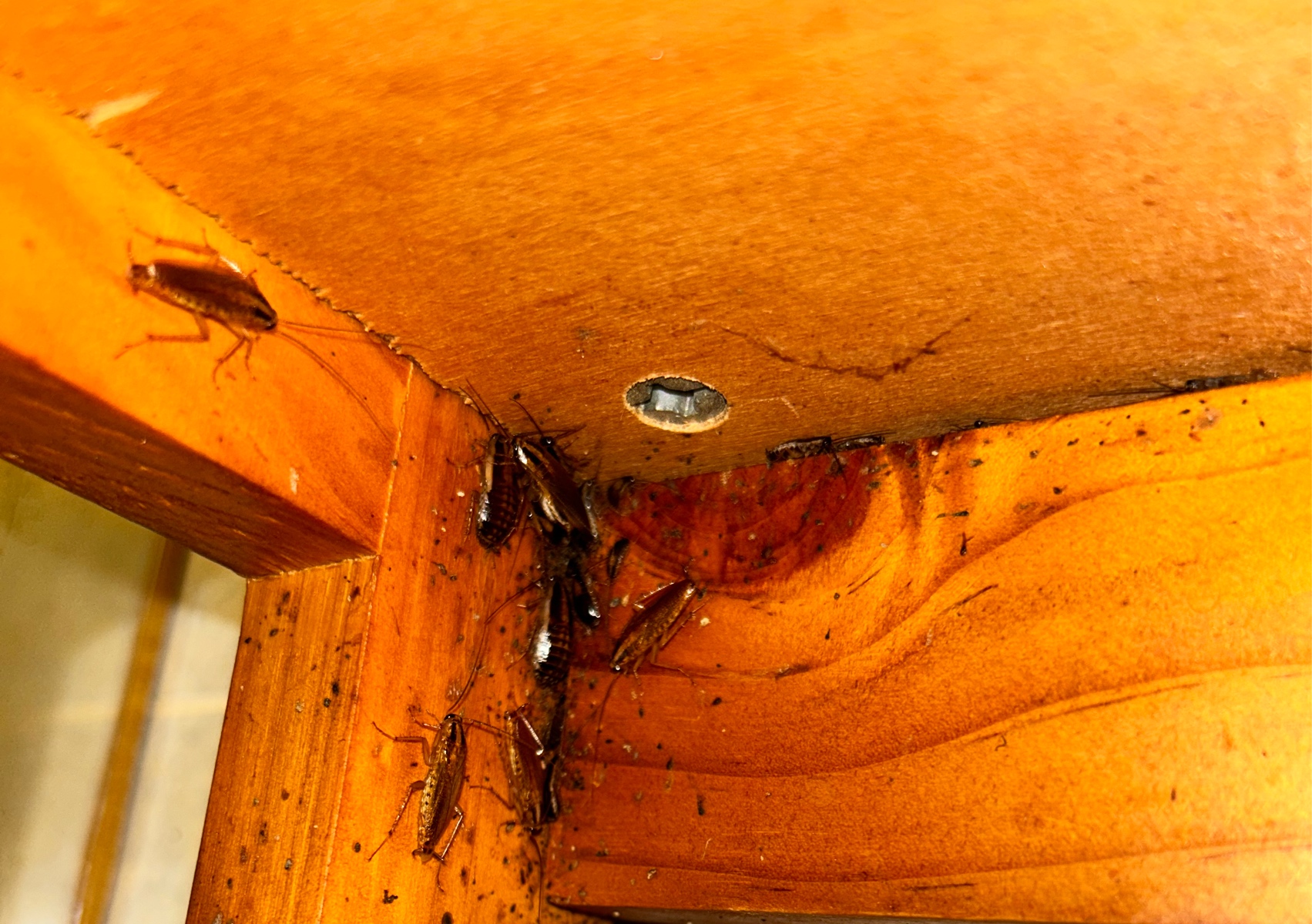 German Roach Clean Out 