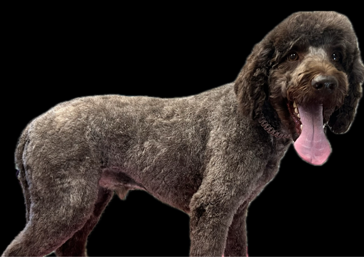 Doodles (regularly groomed, no matting) if not groomed for 2 months or over, tbe coat may well be in poor condition. 