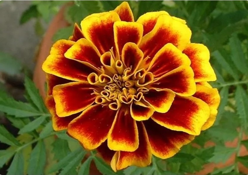 Full Body Calendula Oil Massage 