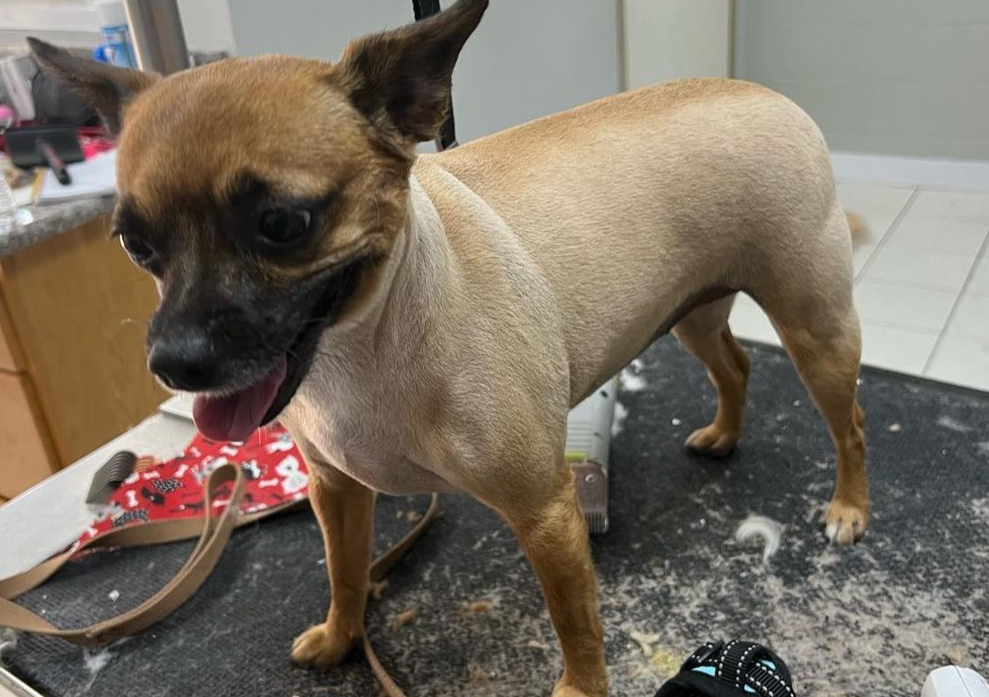 Small Breed Summer Cut 