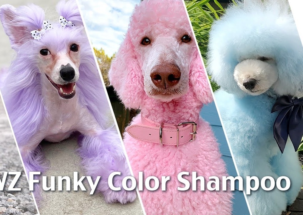 Semi Permanent Coloured Shampoo - All Four Feet (lasts 3-8 Washes) 