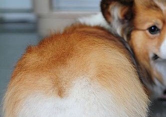 Anal Gland Extraction 