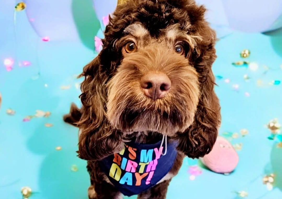 Birthday Paw-ty Pamper Package 🎈🎉