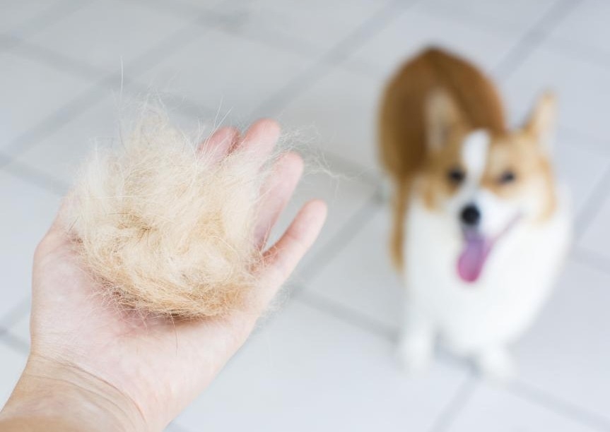 The Ultimate Deshed Treatment