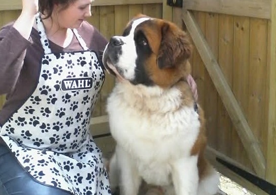 LARGE/XLARGE - Full Groom