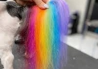 Permanent Hair Colouring - Just The Tail (lasts 20+ washes) 