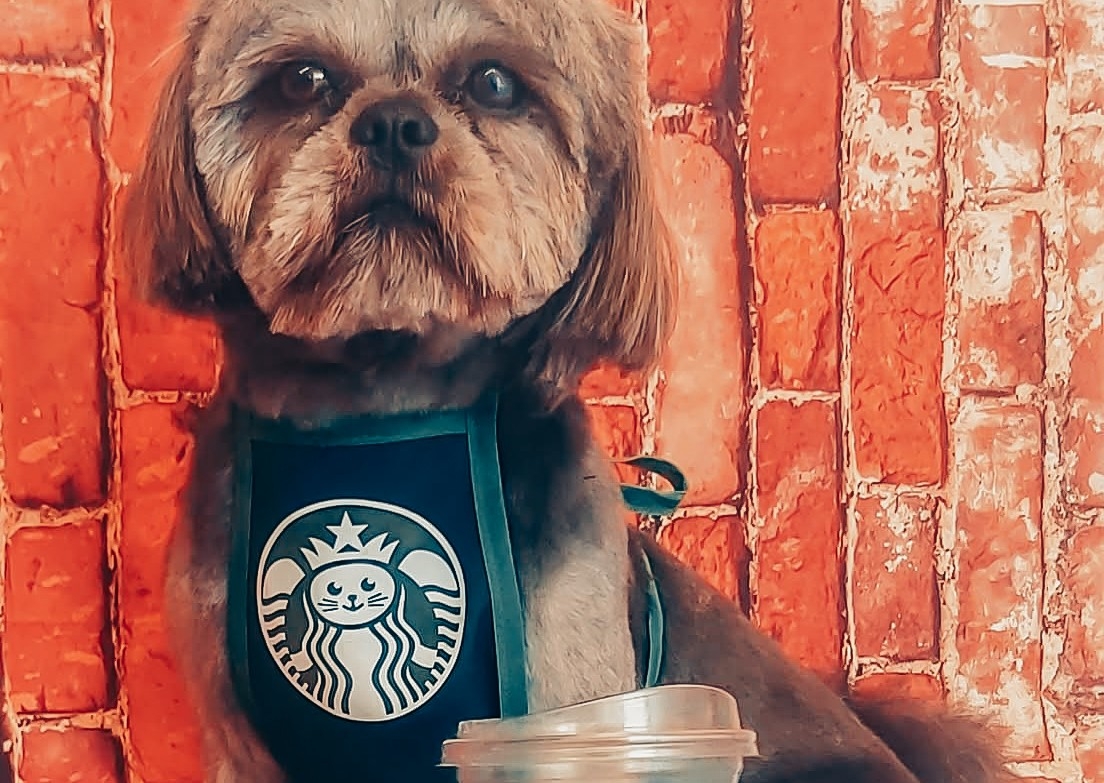 StarPUPS Pamper Package 💫🗽