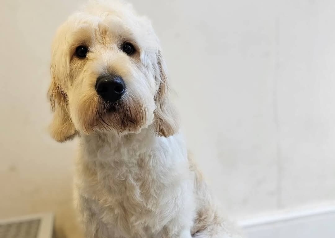 MEDIUM/LARGE/SHORT COAT - Full Groom 