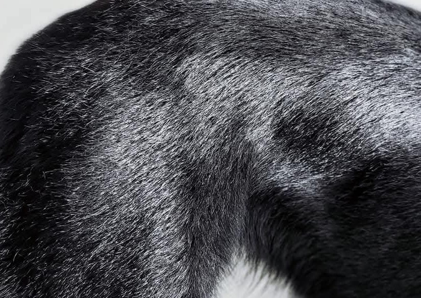 Coat Repair Treatment