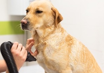 LARGE/EXTRA LARGE - Bath & Blowdry