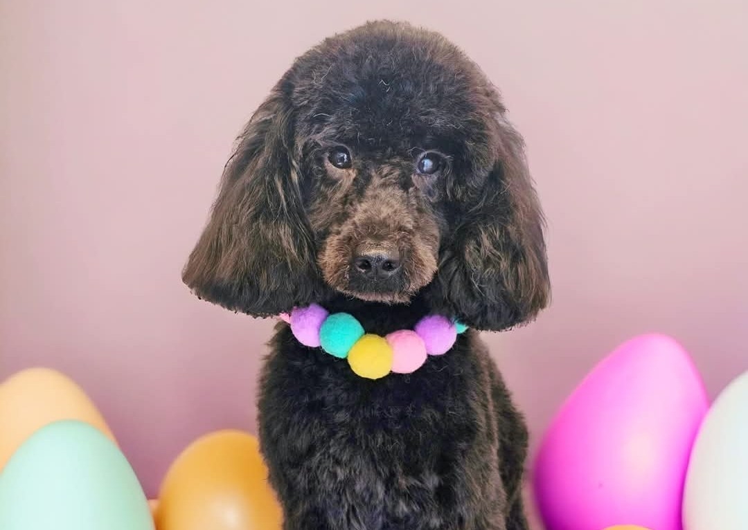 Paws-itively Egg-cited Pamper Package 🐣🐰