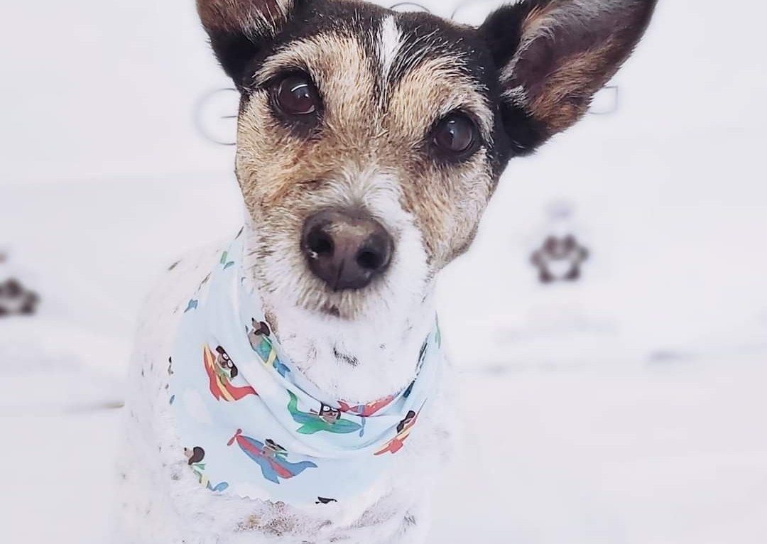 Add Bandana too Groom 