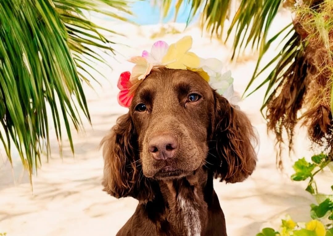 Paws & Relax Pamper Package 🏖☀️