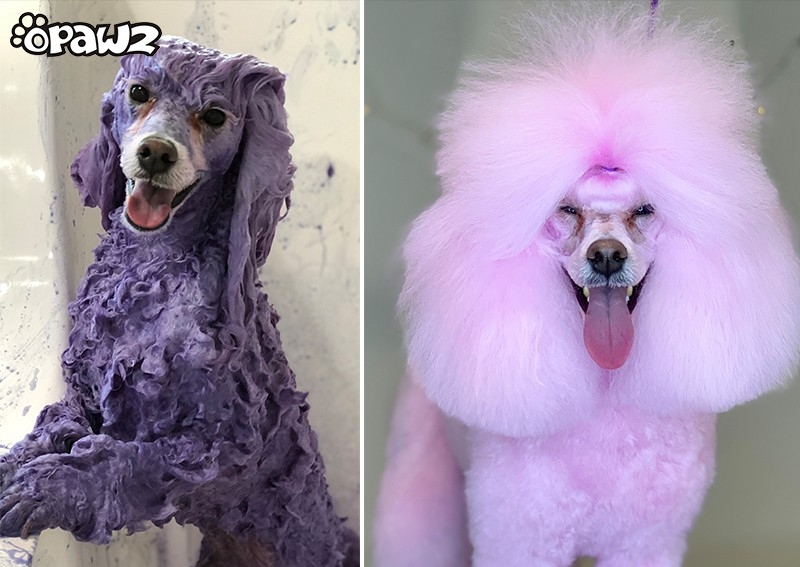 Permanent Hair Colouring - Full Body (lasts 20+ washes) 